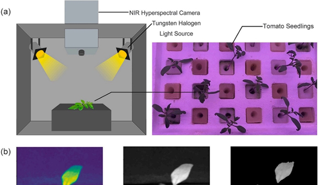 基于近紅外高光譜成像和機(jī)器學(xué)習(xí)的番茄幼苗葉片光合色素預(yù)測(cè)研究