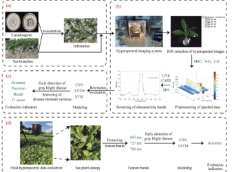 利用高光譜成像技術(shù)早期檢測(cè)茶葉白葉枯病及快速篩選抗性品種